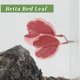 thumbnail image 3 of Camas únicas para peces Betta, cama de hoja Betta, almohadilla de hamaca Betta con ventosa, suministros para peces Betta, decoración de acuario rosa, 3 of 7