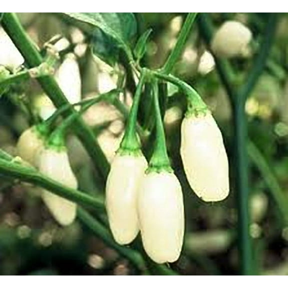 Pepper HOT White Habanero Great Heirloom Vegetable by Seed Kingdom 1 Oz Seeds