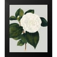 thumbnail image 2 of Vision Studio 15x18 Black Modern Framed Museum Art Print Titled - Camellia Japonica II, 2 of 5
