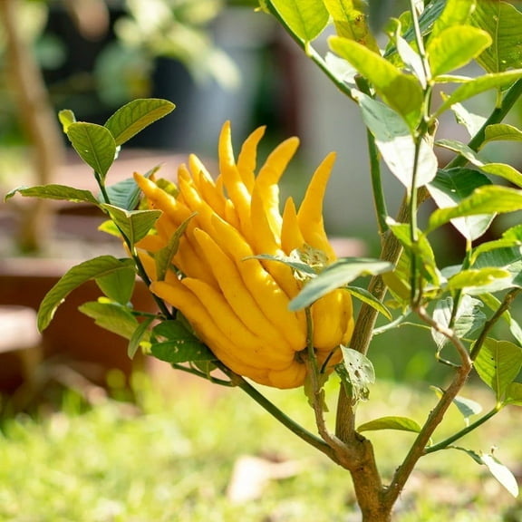 Brighter Blooms - Buddha's Hand Citron Tree, 2-3 ft. - No Shipping To AL,AZ,CA,FL,GA,LA,OR,TX
