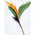 thumbnail image 1 of Single Bird Paradise Flower Stem With Orange Bloom Large Wall Art Poster Print Thick Paper 18X24 Inch, 1 of 4