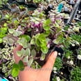 thumbnail image 2 of Callisia repens, Pink Lady, Turtle Vine - Pot Size: 3in (2.6x3.5in) - House Plants, 2 of 3