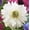 Mount Everest, variant on Easy to Grow Anemone Rosea 20 Plant Bulbs, Spring Flowers Outdoor