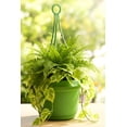 thumbnail image 5 of Austin Planter SHAP Lime Green Pack of 5, Plastic Flower Pot, seedlings Planter, Nursery Planter, Colorful Flower Planter, Seed Starting Pot with Hanger, 5 of 9
