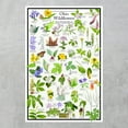 thumbnail image 2 of Ohio Wildflowers Poster - Native Woodland Blooms - Educational Science Chart of Ohio Flowers, 2 of 5