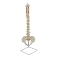thumbnail image 4 of Modelo De Esqueleto óseo De Columna Humana Para Estudio De Aprendizaje Y Referencia, 4 of 9