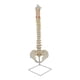 thumbnail image 4 of columna vertebral humana,Herramienta de enseñanza modelo de esqueleto de hueso de columna humana,Columna vertebral humana con modelo modelo de cuerpo humano,Suministros para modelos de columna, 4 of 9
