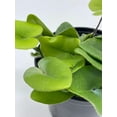 thumbnail image 5 of Heart Fern, Hemionitis Arifolia, 4 inch Pot, Heart Leaf, Tongue Fern, 5 of 8