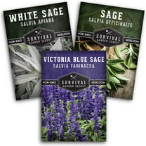 Sage Seeds 3 Variety Pack - Blue, White, Culinary Sage - Perennial Full Sun Herbs