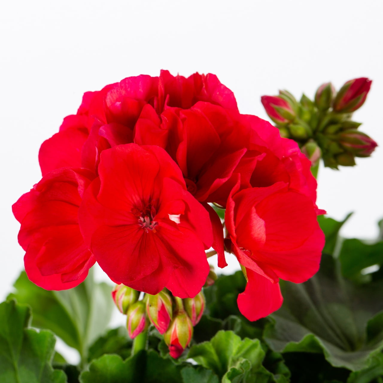 Expert Gardener 1.5gal Red Geranium Live Annual Plant Decorative Pot Sun