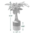 thumbnail image 4 of Arcadia Garden Products Live Money Tree in 4.5" Cork Pot Round, Black, 4 of 4