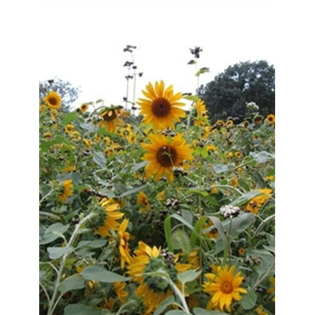 Sunflower Seed Black Oil Peredovic - 1 Lb.