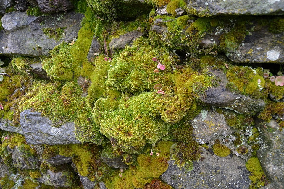 peel n stick poster of moss rock green nature wall poster 24x16