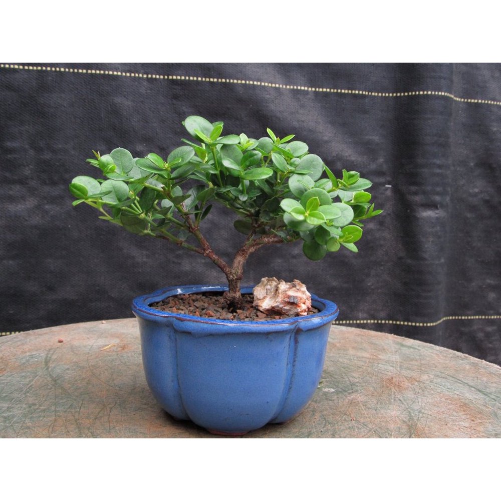 Natal Plum Bonsai Tree