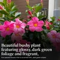 thumbnail image 4 of American Plant Exchange Dipladenia Bush, 6-Inch Pot, Pink Flowering Live Plant, Constant Bloomer!, 4 of 7