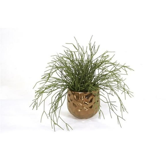 Unisex Pencil Cactus Plant Succulent in Gold Planter - Green