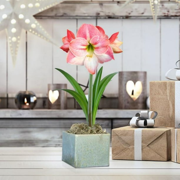 Amaryllis Apple Blossom Flower Bulb Gift in a Square Planter, Container