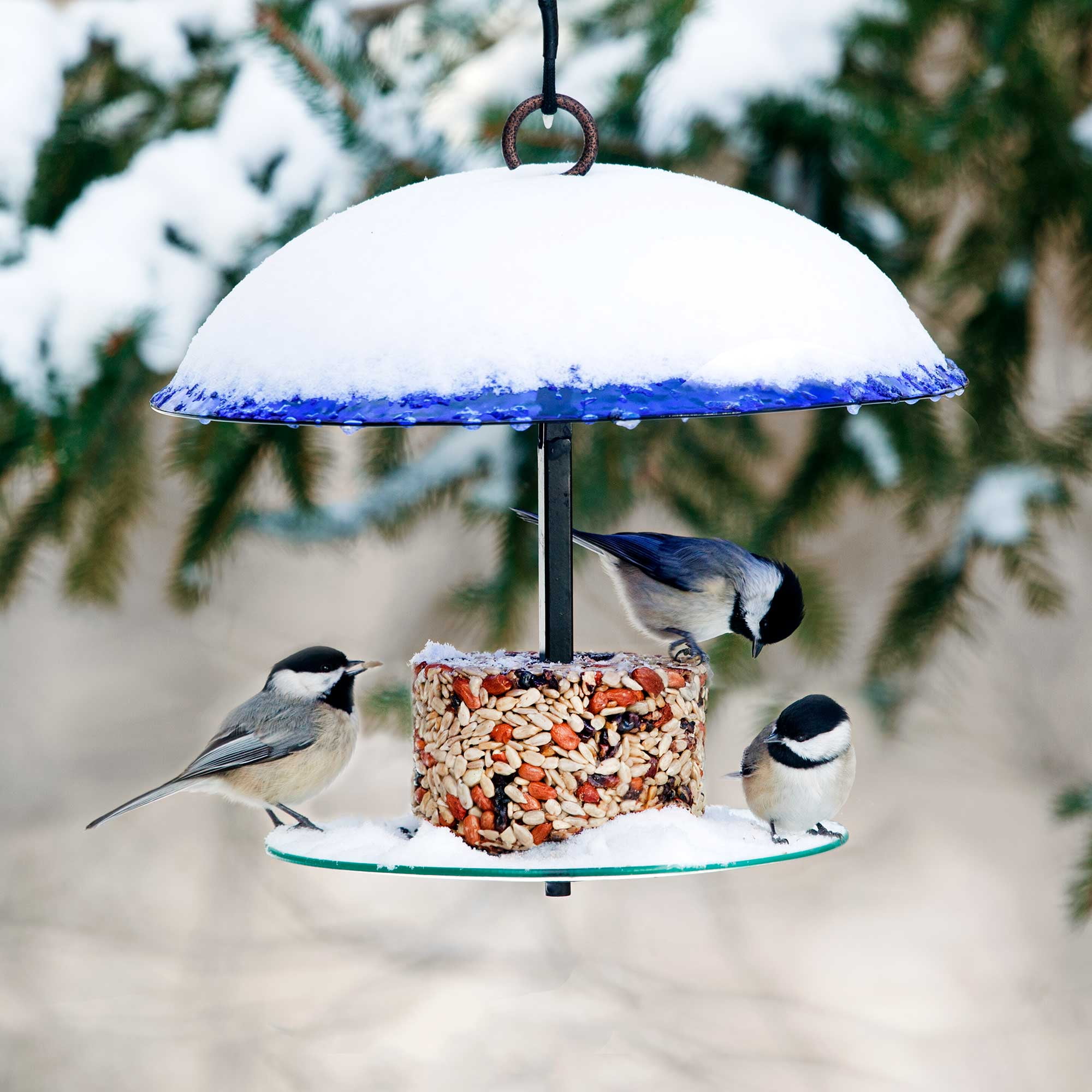 Mosaic Birds 360 Degree Petite Seed Cylinder Bird Feeder, Hanging Glass Dome Feeder for Outdoors, Cobalt Blue, 11 Inch