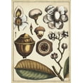 thumbnail image 2 of Vision Studio 14x18 Black Ornate Wood Framed with Double Matting Museum Art Print Titled - Ivory Botanical Study VI, 2 of 4