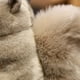 thumbnail image 5 of Peluche de ardilla gris del mundo salvaje súper realista, pelo esponjoso de simulación, cola de paraguas grande, Animal de peluche de cacahuete, 1 ud., 5 of 5
