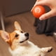 thumbnail image 5 of Juguete interactivo inteligente para saltar con pelota para mascotas Warkul, juguete para perros resistente a las mordeduras, pelota rodante activa, suministros para mascotas, 5 of 8