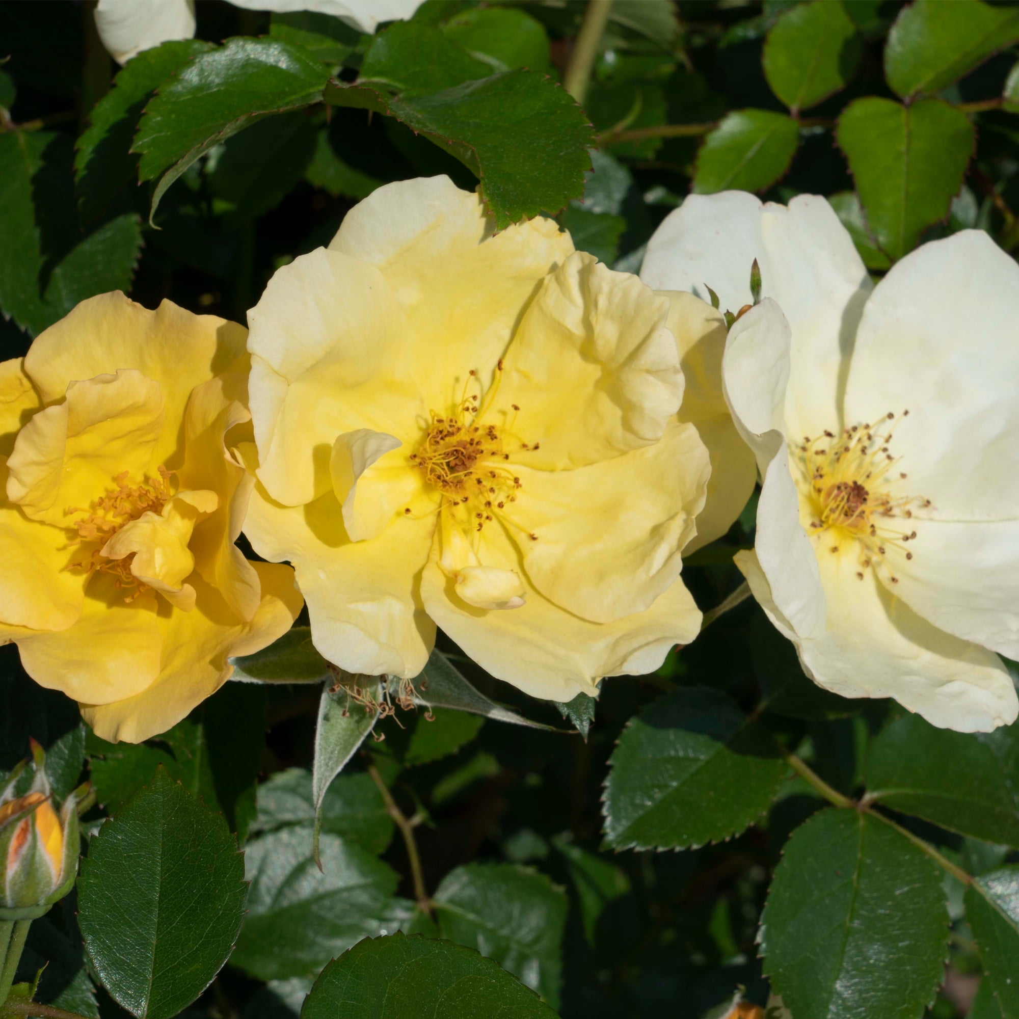 The Knock Out® Family of Roses 'The Easy Bee-zy Knock Out® Rose' Live Shrub in 1-Gallon Grower Pot