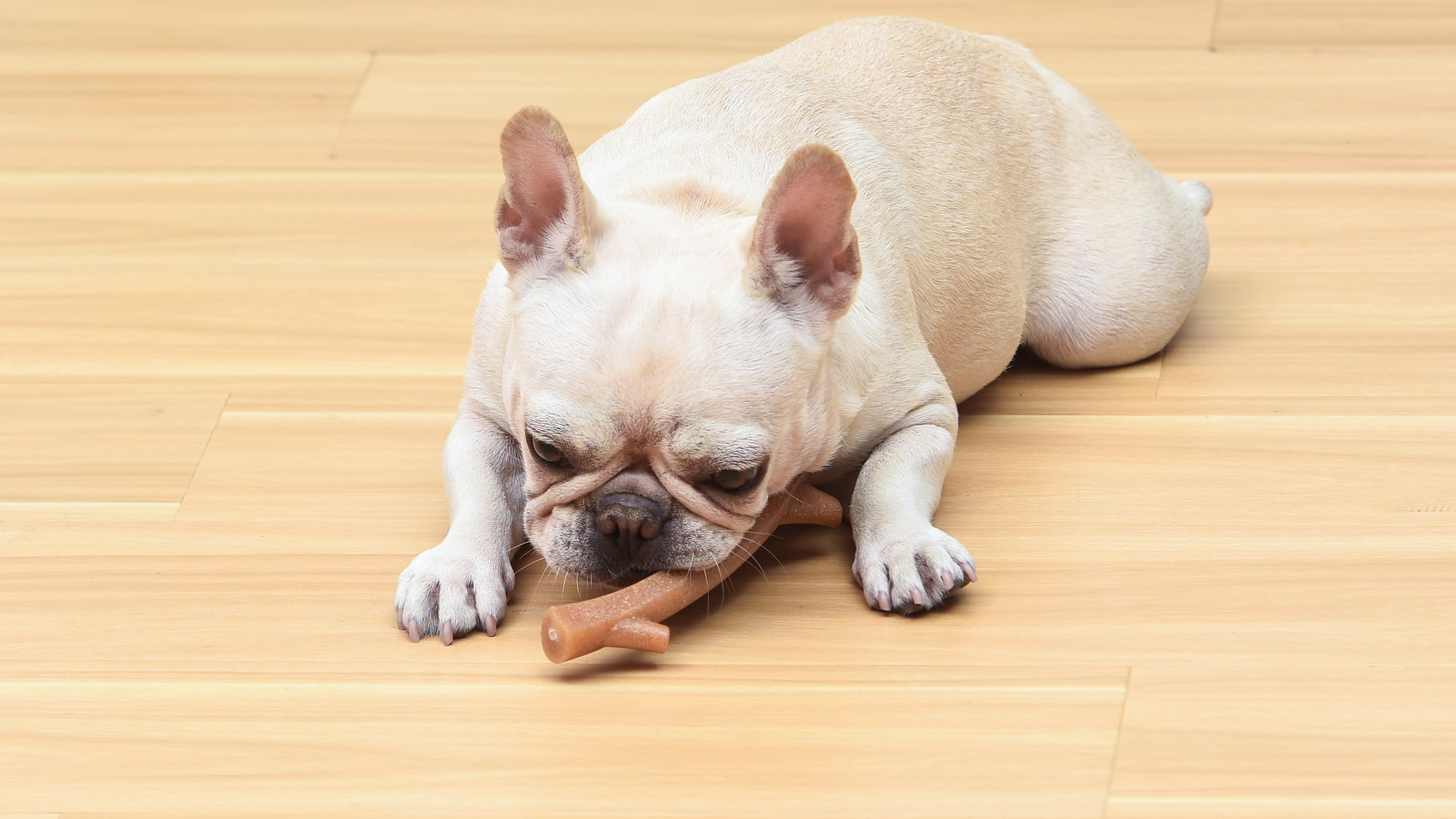 Arm & Hammer Barkies 8" Real Wood Mix Tree Branch Durable Dental Dog Chew Toy Bacon Flavor