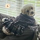 thumbnail image 4 of Jersey para perros KYEESE, cómodo jersey de cuello alto a cuadros para perros pequeños, 4 of 9