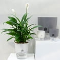 thumbnail image 4 of Travelwant 3.23" x 3.23" x 4.45" Round Gray Resin Solid Hydroponic Flowerpot, 4 of 7