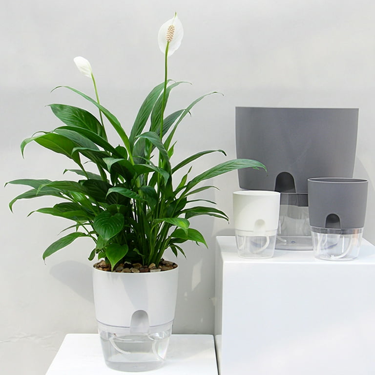 Dream Lifestyle Self Watering Pots for Indoor Plants, Self-Watering Planters  Box Transparent for Devil's Ivy, Spider Plant, Orchid for Home & Office -  Walmart.com