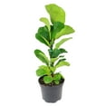 thumbnail image 4 of Ficus Lyrata - Fiddle Leaf Fig (8"+ Grower Pot) - Air-purifying Houseplant for Home and Office Decoration - Indoor Easy to Care Houseplant, 4 of 7