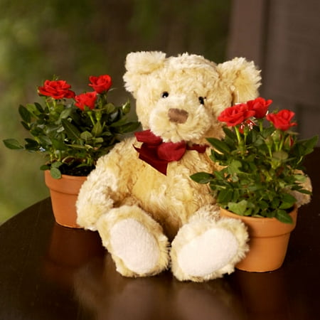 teddy bear roses walmart