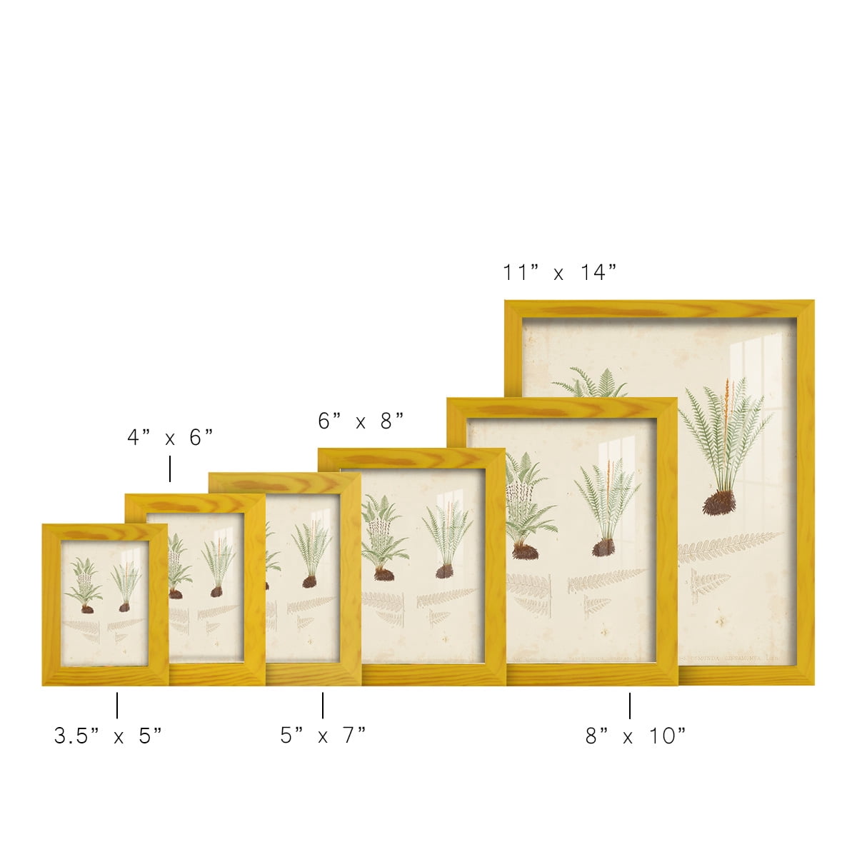 Fern Study III -Framed Print w/glass-Sunflower Yellow