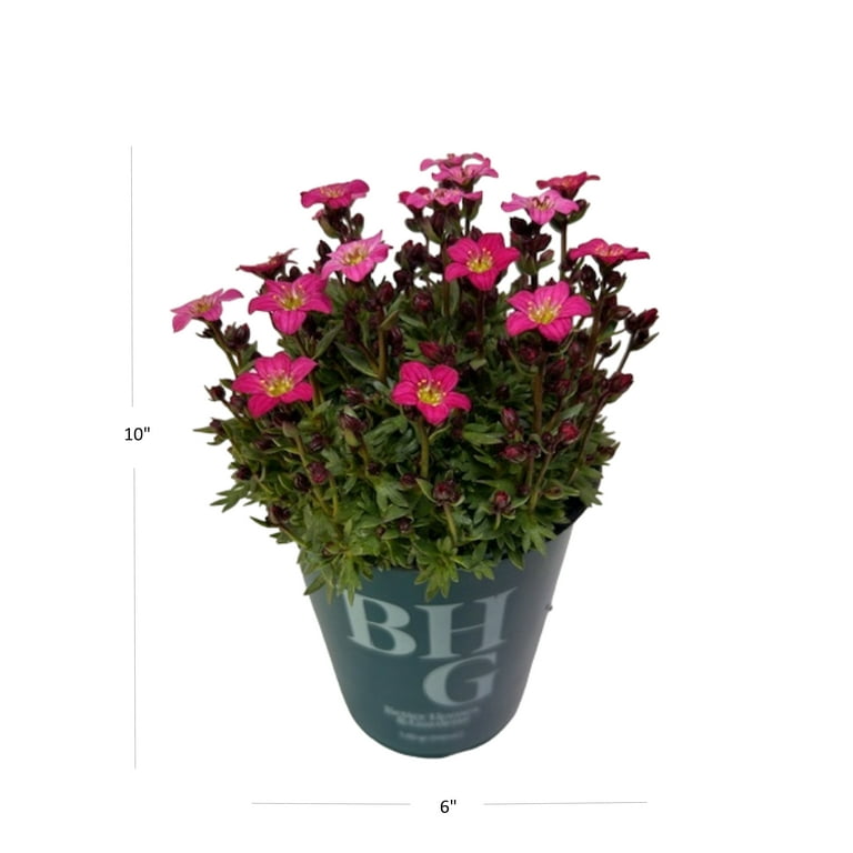 Better Homes & Gardens Saxifraga Touran Pink Live Plant 1QT