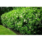 Ligustrum Lucidum Waxleaf 1 Extra Large 3 Gallon Plant Lustrous Garden Shrub Ideal for Privacy & Hedges Durable Outdoor Greenery