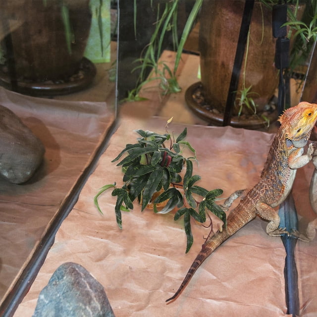 WEUVEB Artificial Green Reptile Plant for Tank Decoration Resin Plastic Material Lifelike Design