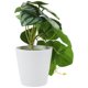 thumbnail image 4 of Planta artificial en maceta Planta artificial en maceta de escritorio Planta artificial en maceta Ornamento para oficina Hogar, 4 of 5