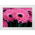 thumbnail image 3 of Erin Berzel 14x11 White Modern Wood Framed Wall Art Titled - Pink Gerbera Daisies I, 3 of 5
