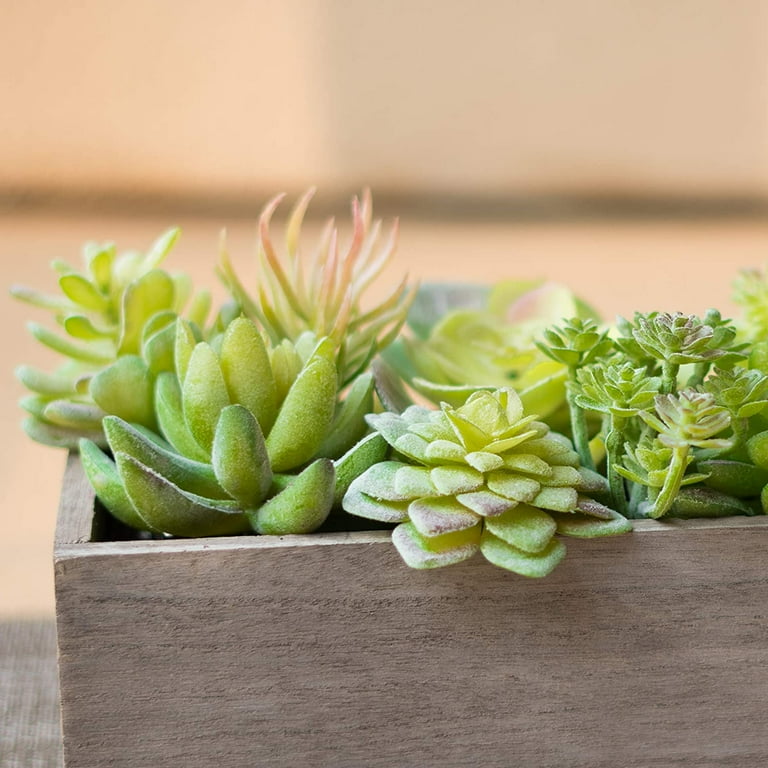 echeveria succulents Echeveria ssp