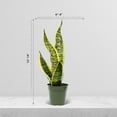 thumbnail image 6 of Live Combo Sansevieria, Snake Plant, Succulent Plant, Mom Birthday Gift, Valentine's Gift, Office Gift for Co-Worker, Indoor Fully Rooted Plant, Air Purifier in 4" Pots, 6 of 9