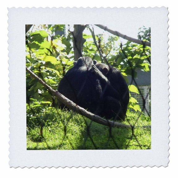 3dRose, Chimpanzees, 10x10 inch quilt square