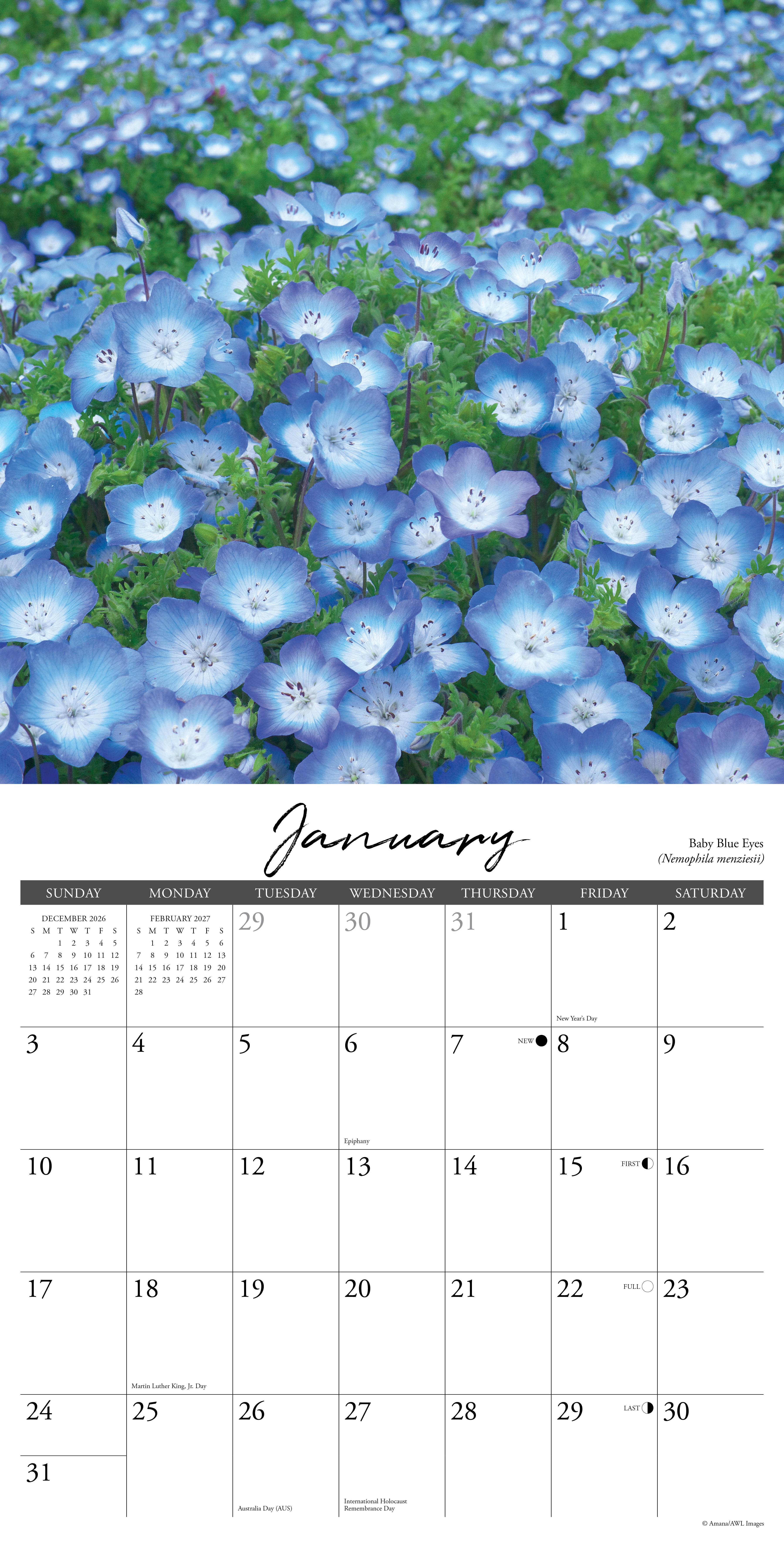 Willow Creek Press, Wildflowers 2027 Wall Calendar
