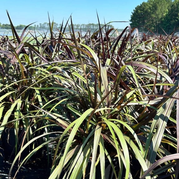 First Knight™ Napier Grass - Pennisetum 'Tift10'