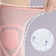 thumbnail image 4 of 2 paquetes de rodilleras, rodilleras de compresión, soporte de rodilla para gimnasio, senderismo y deportes., 4 of 5