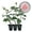 3 Plants, variant on Brides Dream Rose Bush - Live Starter Plant in a 2 Inch Pot - Beautifully Fragrant Hybrid Tea Rose from Florida - A Versatile Beauty with a Rich Fragrance