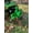Green, variant on Acekid 3 Point Trailer Hitch with 2Inch Receiver, Category 1 Tractor Quick Hitch Drawbar Adapter, Includes Suitcase Weight Brackets, Green