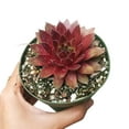 thumbnail image 6 of Sempervivum Red Lion (2"+ Plastic Pot) - Tiny, Lovely, Easy to Care Succulent for Beginners - Live Healthy Unique Succulent - Best Indoor Plant, 6 of 8