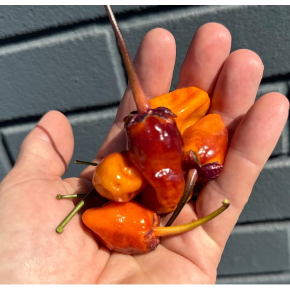 Blood Orange Bubblegum BBG7 7 Pot Pepper Premium Seed Packet