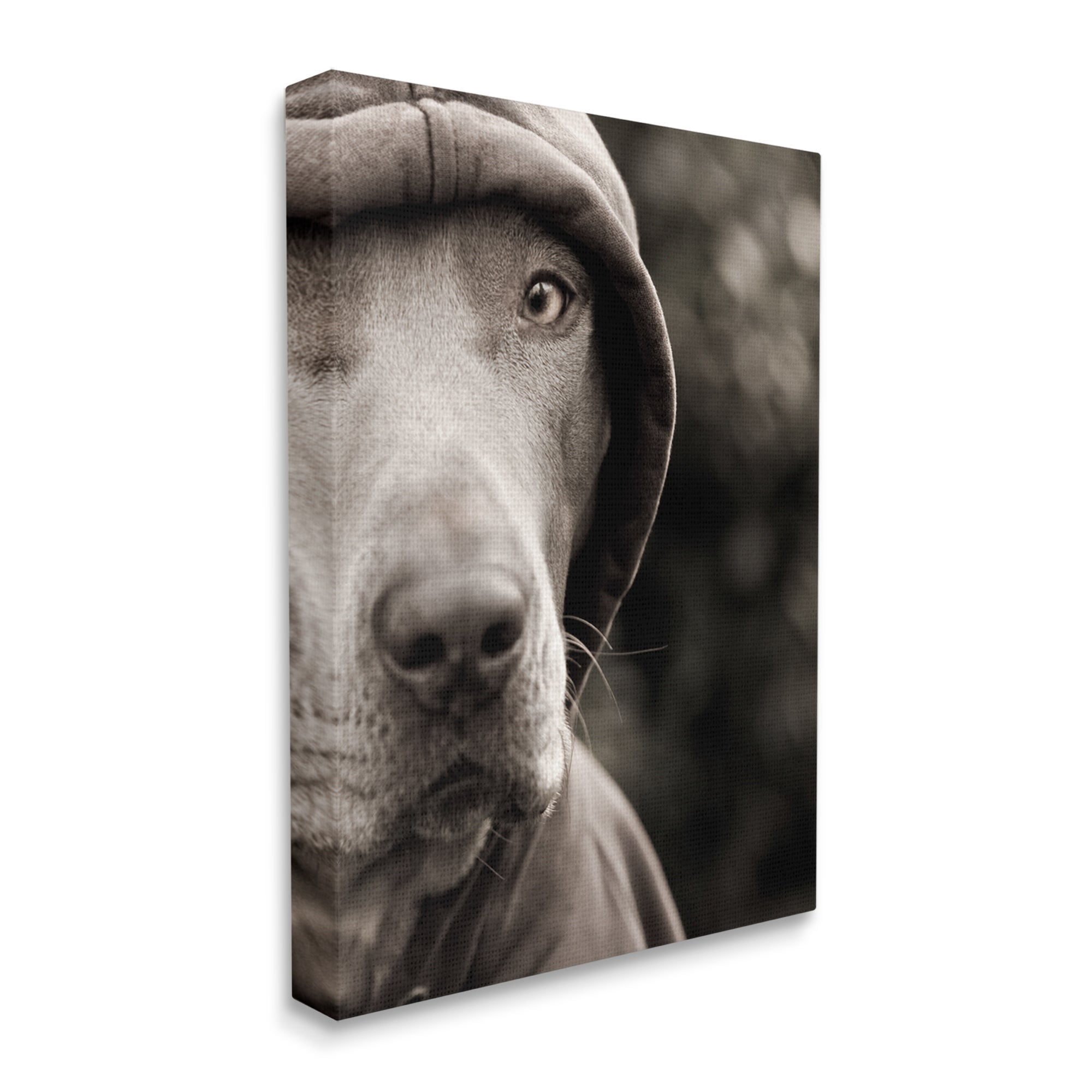 Stupell Industries Dog Wearing Hooded Sweater Close-Up Monochrome Photography Photograph Gallery Wrapped Canvas Print Wall Art, Design by Michael Brian
