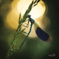 thumbnail image 3 of Podt, Martin 12x12 Black Modern Framed Museum Art Print Titled - Damselfly in Backlight, 3 of 5